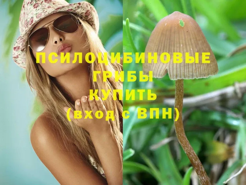 Псилоцибиновые грибы Psilocybe  Орск 